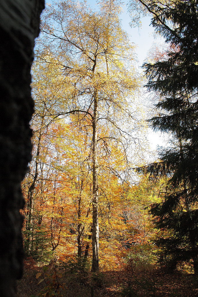 Buntes Herbstlaub in der Mittagssonne auf dem westlichen Ufer des Silberteichs; Aufnahme vom 17.10.2018...