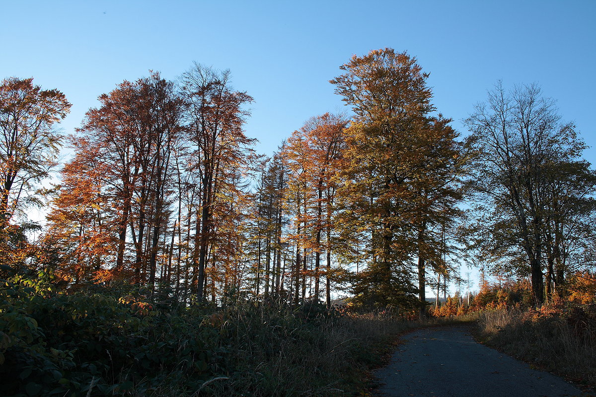Buntes Herbstlaub vor dem strahlend blauen Himmel an der Hahnenkleer Waldstraße; Aufnahme vom frühen Abend des 24.10.2021...