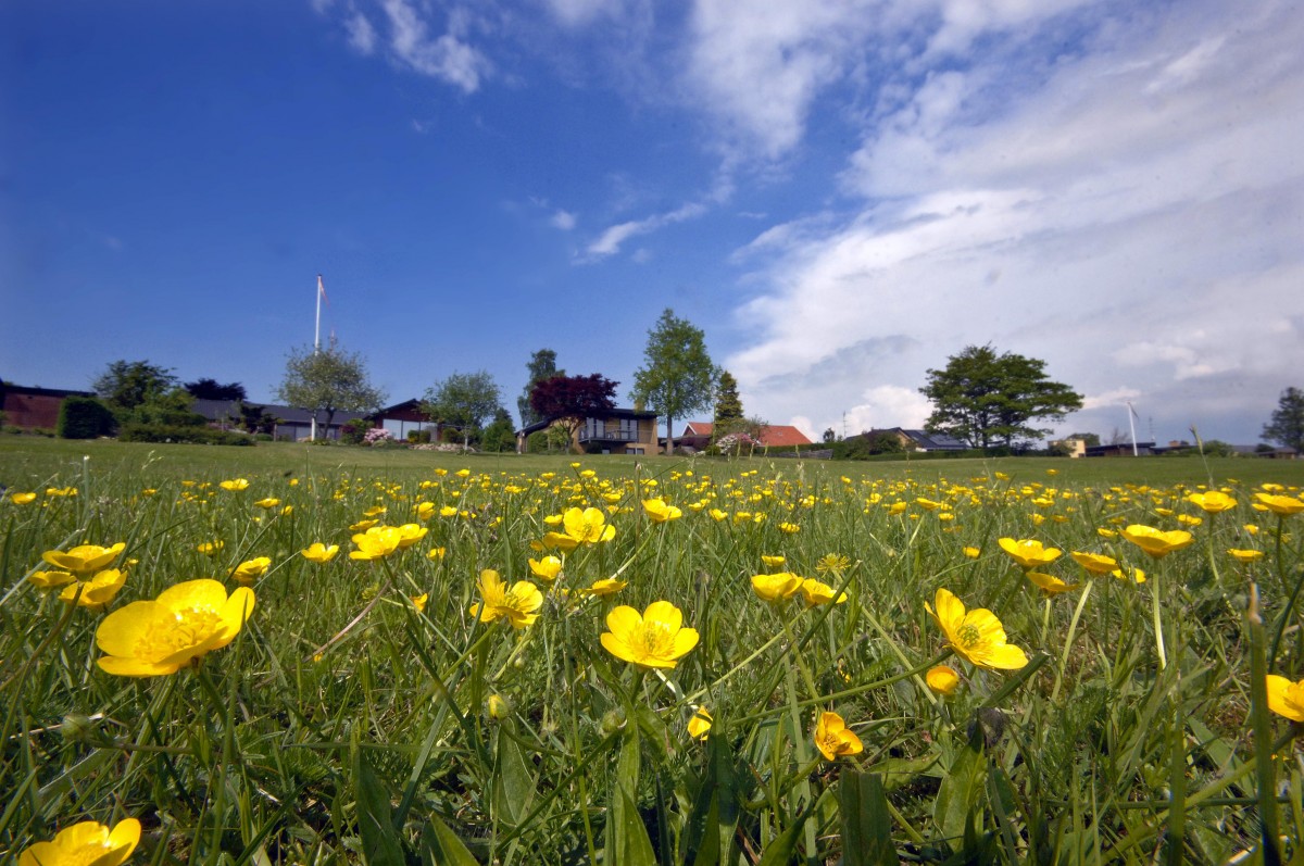 Butterblumen und Rasen am »Fuglesøen« in Vojens (deutsch: Woyens) in Nordschleswig. Aufnahme: Mai 2013.