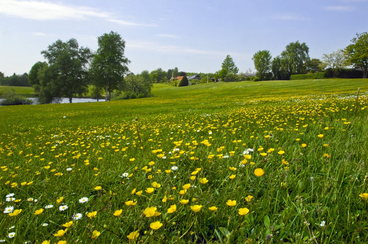 Butterblumen und Rasen am »Fuglesøen« in Vojens (deutsch: Woyens) in Nordschleswig. Aufnahme: Mai 2013.