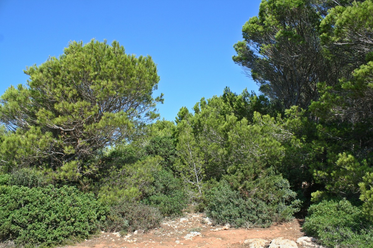 Cami de Cavalls, Menorca, 31.08.13, zwischen Sant Tomas und Son Bou.