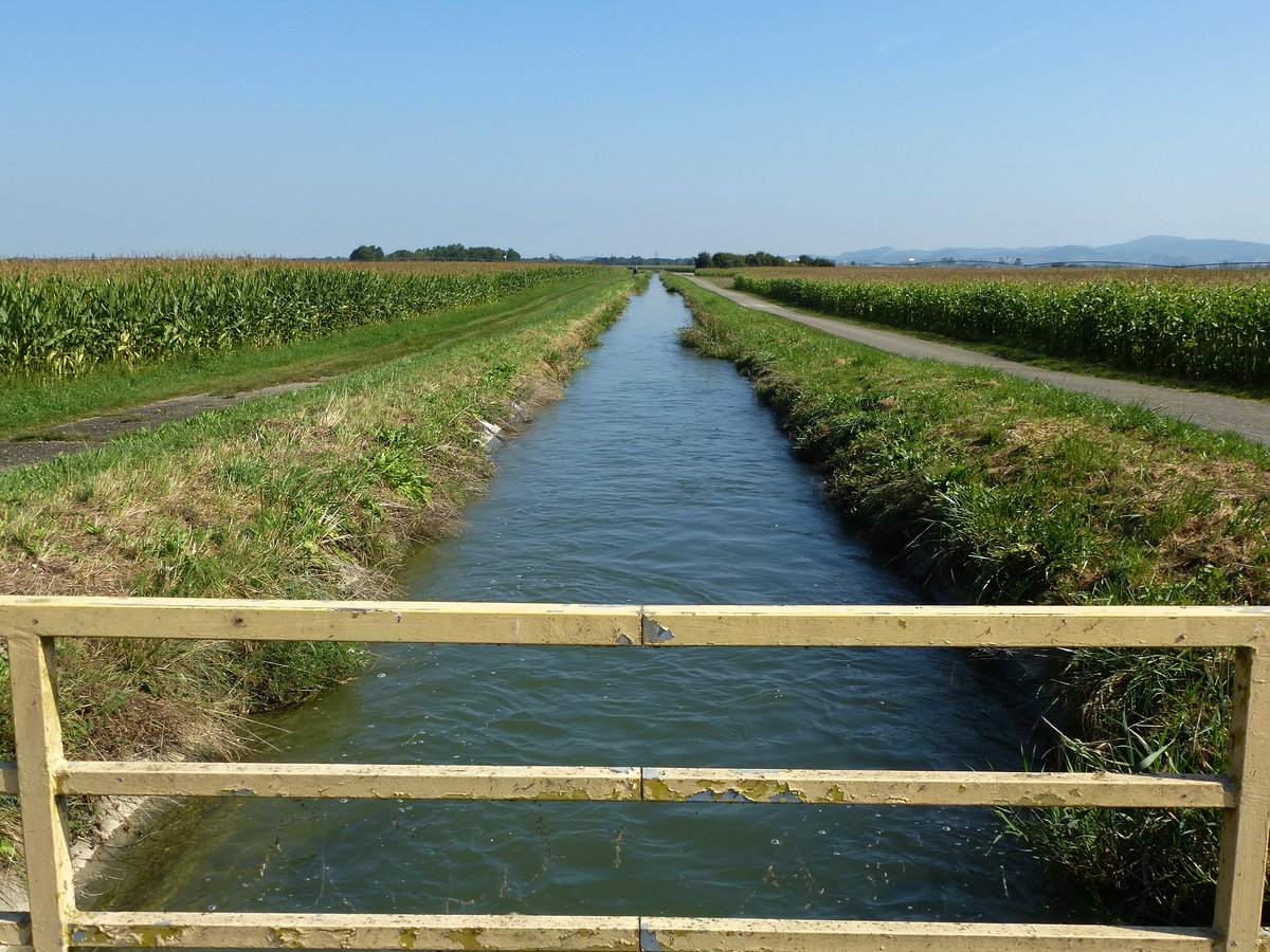 Canal de la Hardt, Bewsserungskanal im sdlichen Elsa, im Hintergrund rechts der Kaiserstuhl, Aug.2016