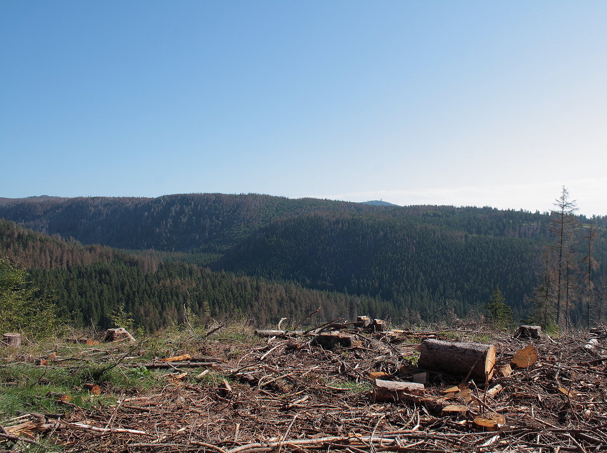 Da ein ganzes Waldstück hier am Sägemühlenberg gerodet wurde und also fehlt, finde ich hier einen hervorragenden Aussichtspunkt: Vor mir in der Tiefe liegt das Odertal mit den gegenüber liegenden Bergen und ihren steilen Hängen, über denen rechts neben der Bildmitte der Braunlager Wurmberg mit seinem neuen Aussichtsturm hervorschaut. Man sieht auch, wieviele Bäume hier an den Hängen und Bergrücken über dem Odertal schon rotbraun verfärbt und also todkrank sind, eine Katastrophe, die sich aus der Kernzone des Nationalparks von den Hohneklippen im Osten an über Königsberg, Achtermannshöhe, Bruchberg, zwischen Torfhaus, Oderbrück und Königskrug bis zum  Auf-dem-Acker -Berg, in der kaum noch heiler Fichtenwald steht, wie eine Walze unerbittlich und unaufhaltsam nach Süden ausbreitet. Aufnahme vom Morgen des 19.08.2019...