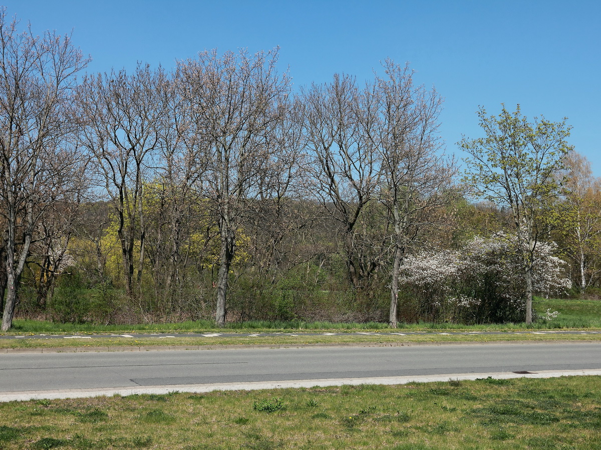 Da der HEX in Richtung Halberstadt ausgefallen ist, blieb Zeit für einen Blick vom Bahnhof Vienenburg in Richtung Vienenburger See am 21. April 2016.