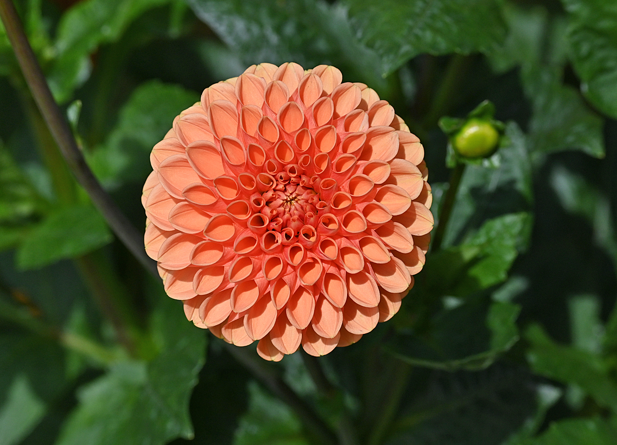 Dahlienblüte im Garten - 30.07.2022