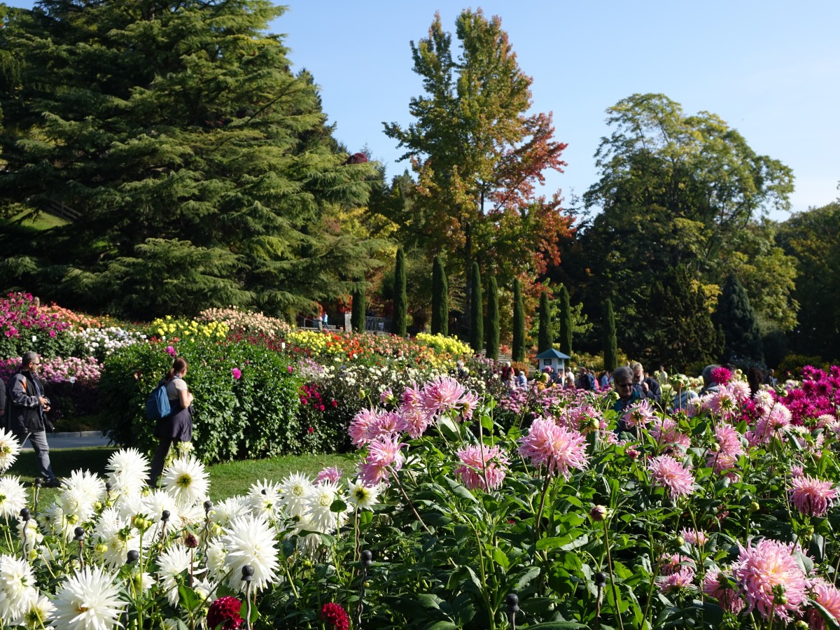 Dalien auf der Insel Mainau (03.10.2015)