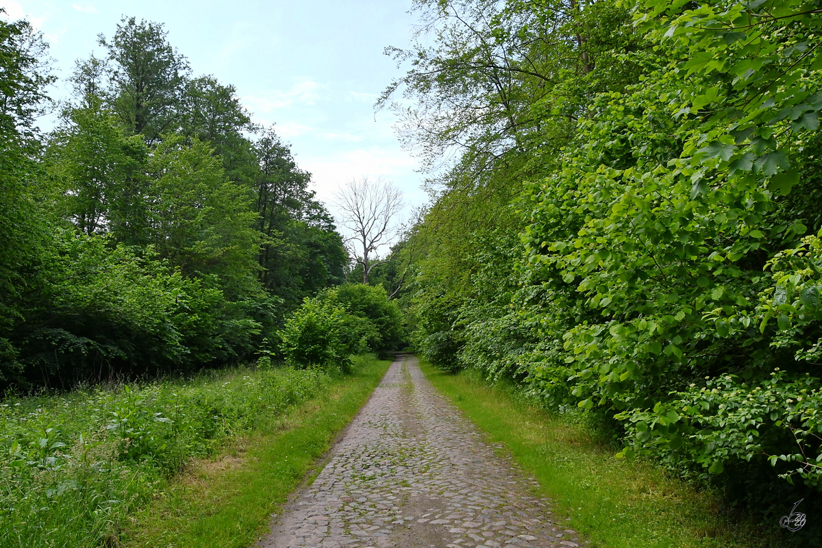 Das alte Kopfsteinpflaster einer kaum genutzten Straße führt durch den Müssentiner Wald. (Juni 2020)