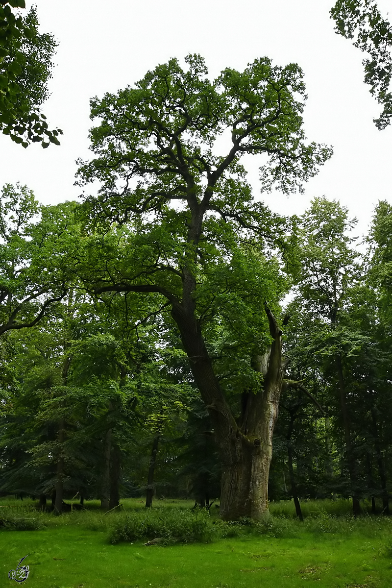 Das Alter dieser Stieleiche wird auf ca. 500-600 Jahre geschätzt. Sie hat eine Höhe von 24 Meter, einen Stammumfang von 6,70 Meter und einen Durchmesser von 2,13 Meter. (Ivenacker Eichen, August 2021)