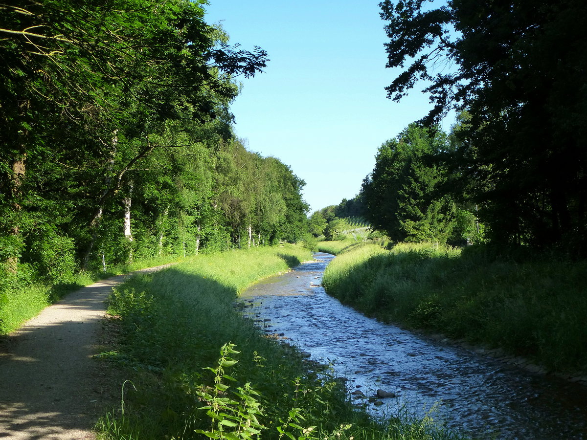 das aus dem Schwarzwald kommende Flchen Neumagen durchfliet die Rheinebene, hier zwischen Bad Krozingen und Biengen, Mai 2017