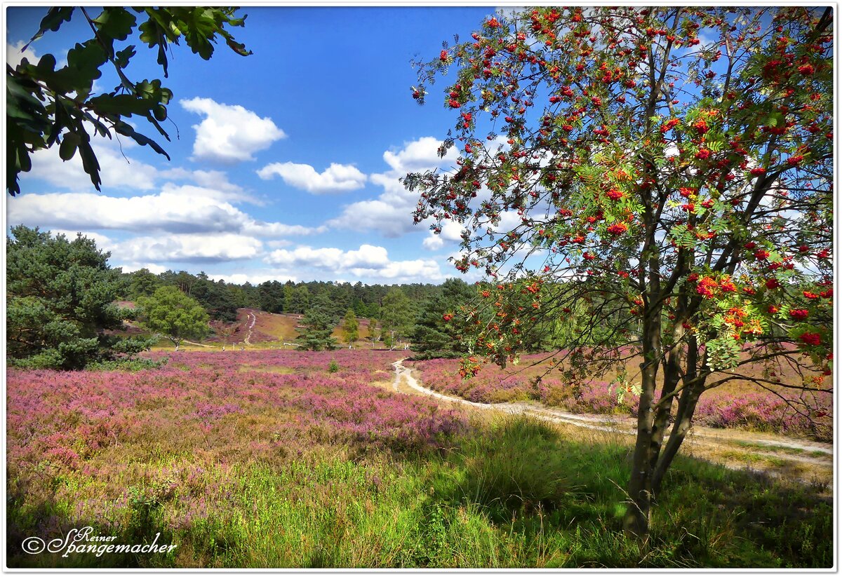 Das Büsenbachtal bei Buchholz/Nordheide, der nördliche Teil der Lüneburger Heide, Anfang September 2022