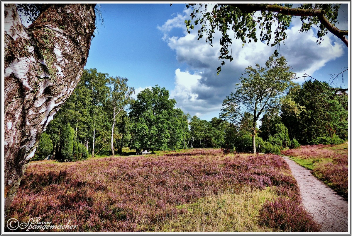 Das Büsenbachtal in der Nordheide zwischen Handeloh & Holm-Seppensen im August 2012. In den nächsten Tagen & Wochen, steht nun die Heide in voller Blüte. Die beste Zeit für die Anreise in die Lüneburger Heide, ist Mitte August.