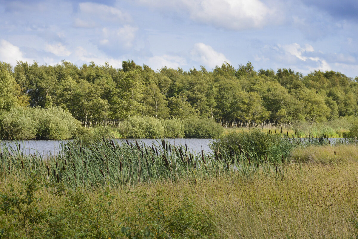Das Frøslev-Jardelunder Moor ist ein Naturschutzgebiet in den schleswig-holsteinischen Gemeinden Jardelund und Osterby im Kreis Schleswig-Flensburg. Aufnahme: 30. Juli 2023.