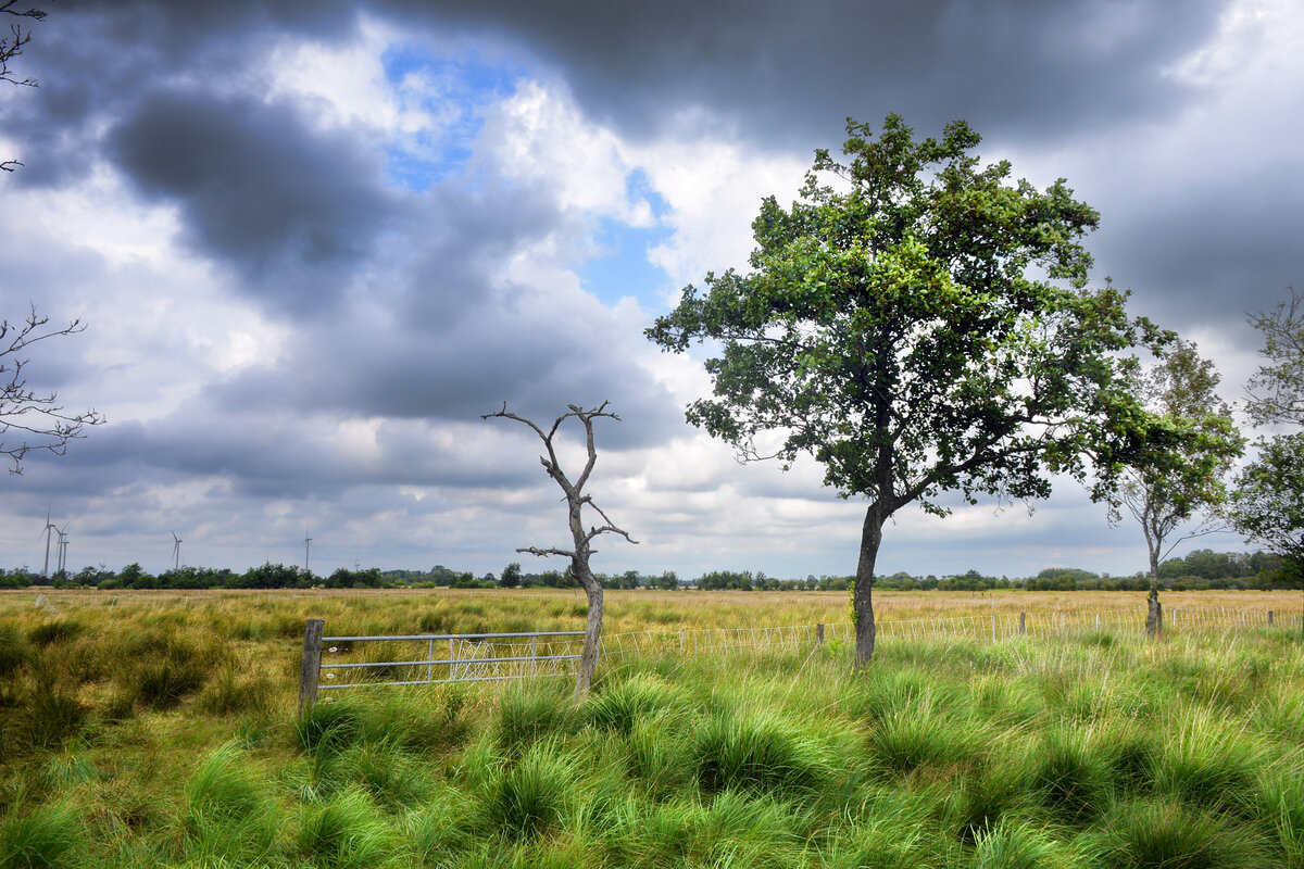 Das Frøslev-Jardelunder Moor gehört zu den Mooren in Schleswig-Holstein, liegt aber zum Teil auch in Dänemark an der Grenzroute zwischen Harrislee und Ladelund. Aufnahme: 30. Juli 2023.