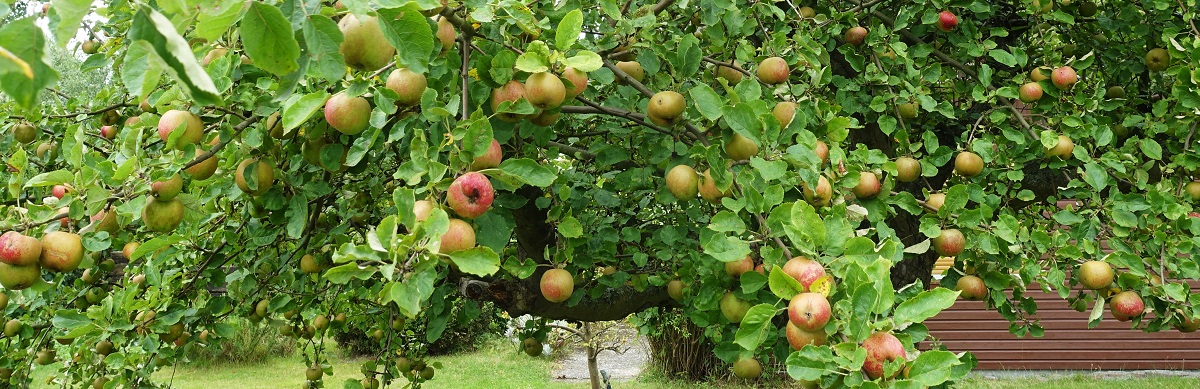 das gibt dieses Jahr viel Apfelmus, Foto am 14.8.2021 in einem Kleingarten in Hamburg-Horn /