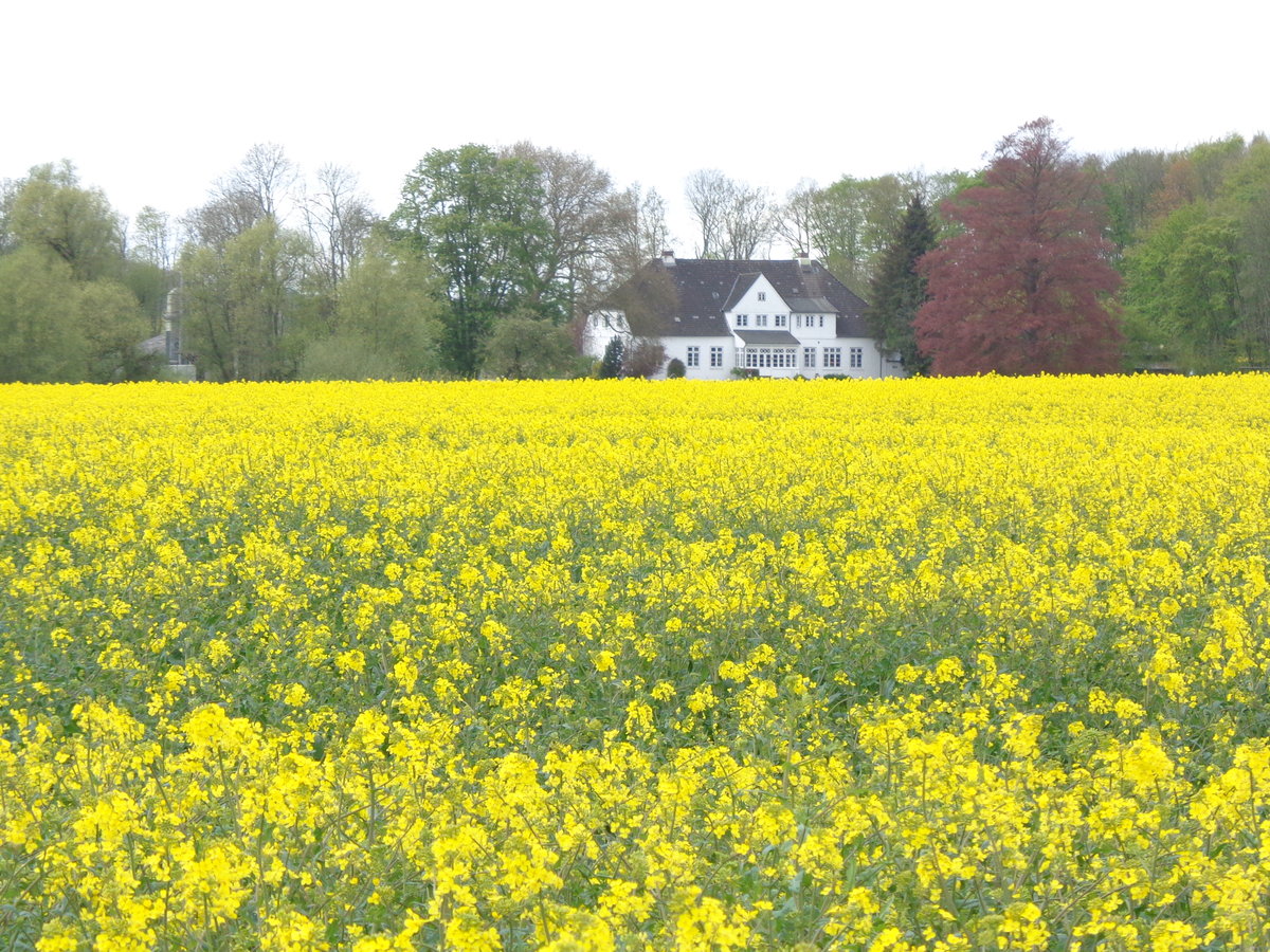 Das Herrenhaus von Gut Georgental hinter ein Rapsfeld ,am 09.05.2017