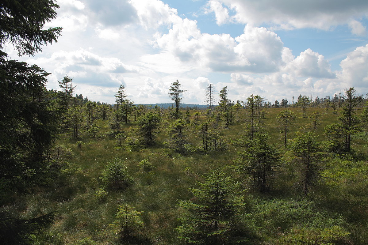 Das Hochmoor  Bodebruch  bei Oderbrück; Blick am Nachmittag des 08.07.2017 von der Aussichtsplattform; die weißen Punkte sind die Fruchtstände der Wollgräser...