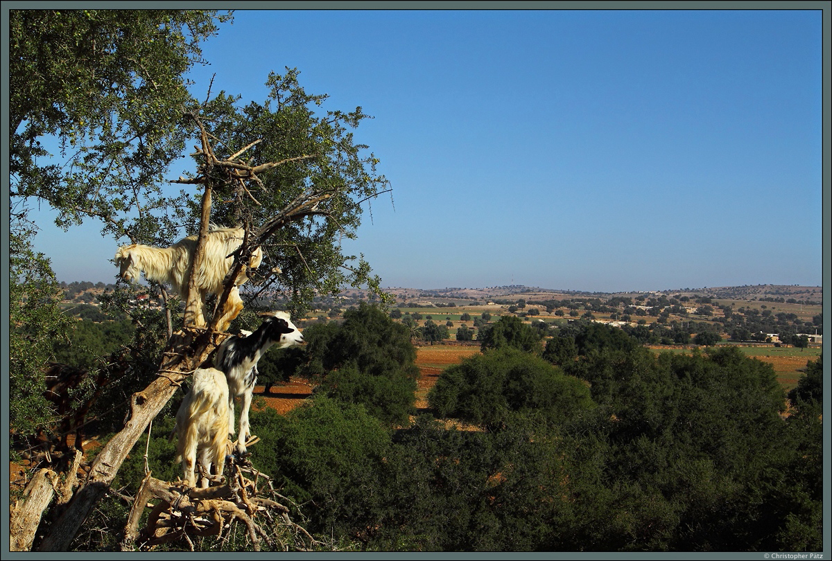 Das Hügelland zwischen Marrakesch und Essourira ist vorwiegend landwirtschaftlich geprägt. Hier wachsen die Arganbäume, aus deren Früchten Arganöl gewonnen wird (traditionell übernehmen Frauen diese Aufgabe). Die Arganfrüchte werden wiederum auch gerne von Ziegen verspeist, die sich dafür auf die Äste wagen. (21.11.2015)