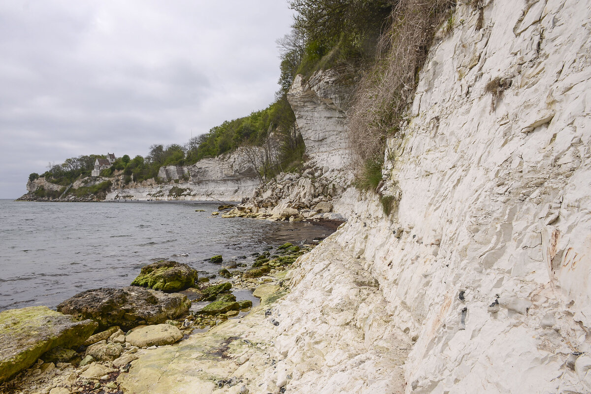 Das Kliff Stevns Klint auf der Insel Seeland (Dänemark) st etwa 65 bis 71 Millionen Jahre alt.

Die Klippe besteht aus vier Schichten: Zuunterst befindet sich die weiche Kreideschicht, darüber eine Schicht aus Fischton, dann kommt harter Kalkstein und ganz oben sind Spuren aus der letzten Eiszeit zu entdecken.

Bis ins 20. Jahrhundert hinein wurde Bryozoenkalk aus Stevns Klint geschnitten, der als Baumaterial verwendet wurde. Dieses Material ist heute als Sedimentgestein bekannt.
Aufnahme: 15. Mai 2021.