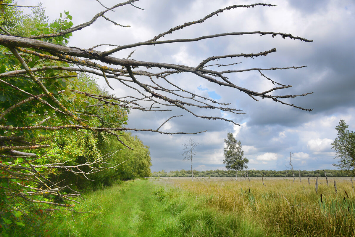 Das Naturschutzgebiet Frøslev-Jardelunder Moor ist in der Tat länderübergreifend, die Grenzsteine zwischen Deutschland und Dänemark laufen mitten durch das Moor. Aufnahme: 30. Juli 2023.