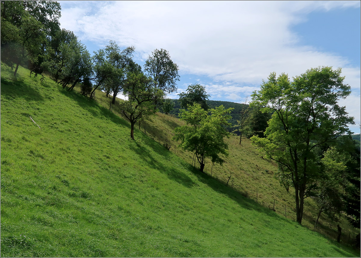 Das obere Filstal - 

Steile Weidewiese oberhalb von Wiesensteig.

10.08.2021 (M)