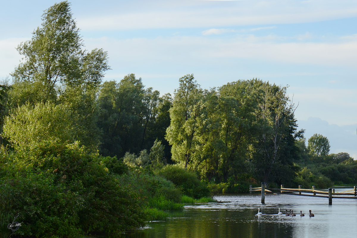 Das Peenetal bei Jarmen. (August 2013)