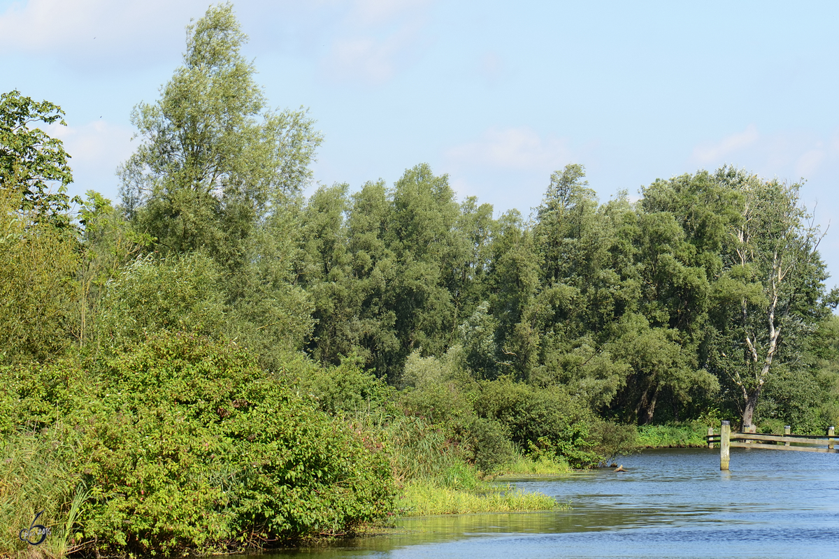 Das Peenetal bei Jarmen. (August 2012)