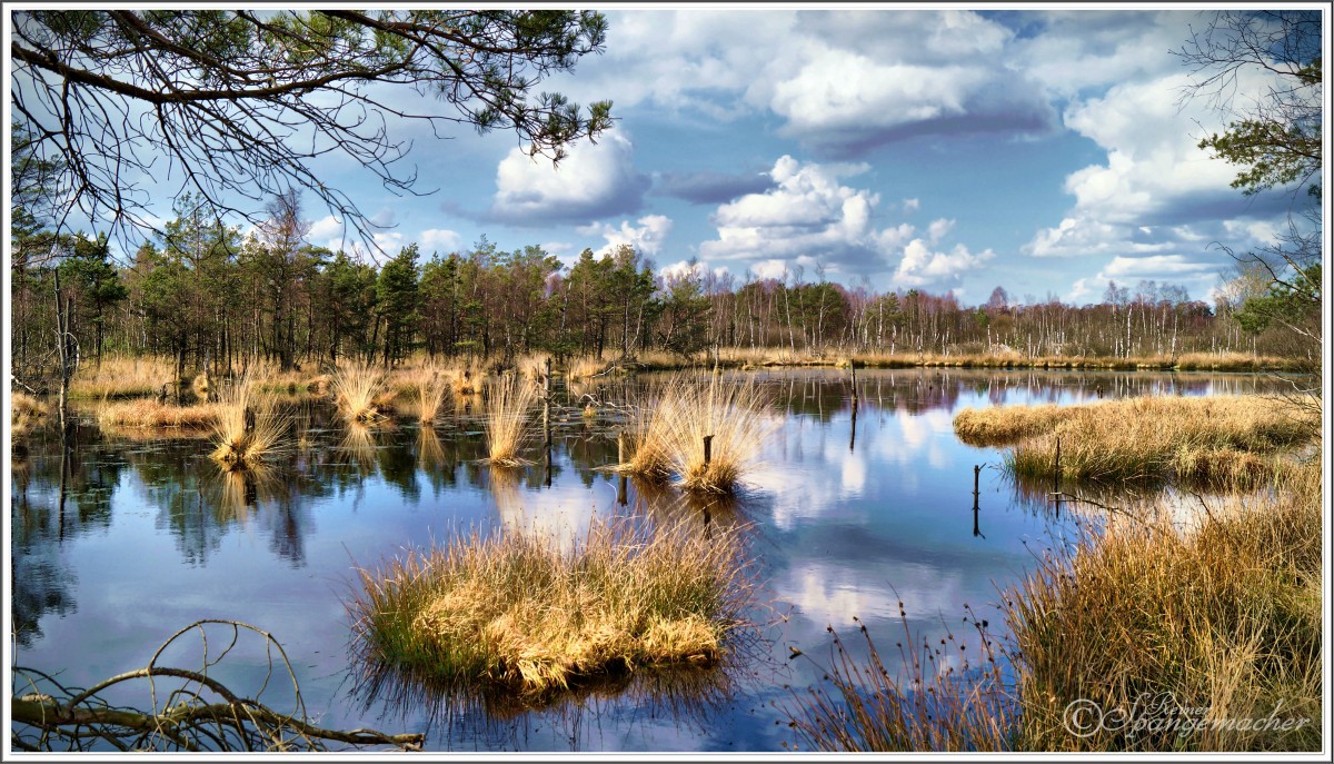 Das Pietzmoor bei Schneverdingen im März 2014. Einer der größeren Teiche im Bild. Hier im Hochmoor entspringen auch einige kleine Flüsse, unter anderem die Böhme und die Veerse.