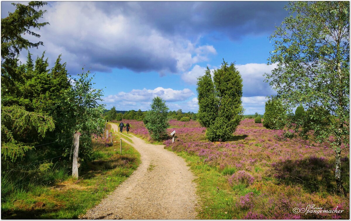 Das Radenbachtal bei Undeloh in der Lüneburger Heide. Es zählt zu den schönsten Regionen im Naturschutzgebiet. Anfang August 2023.