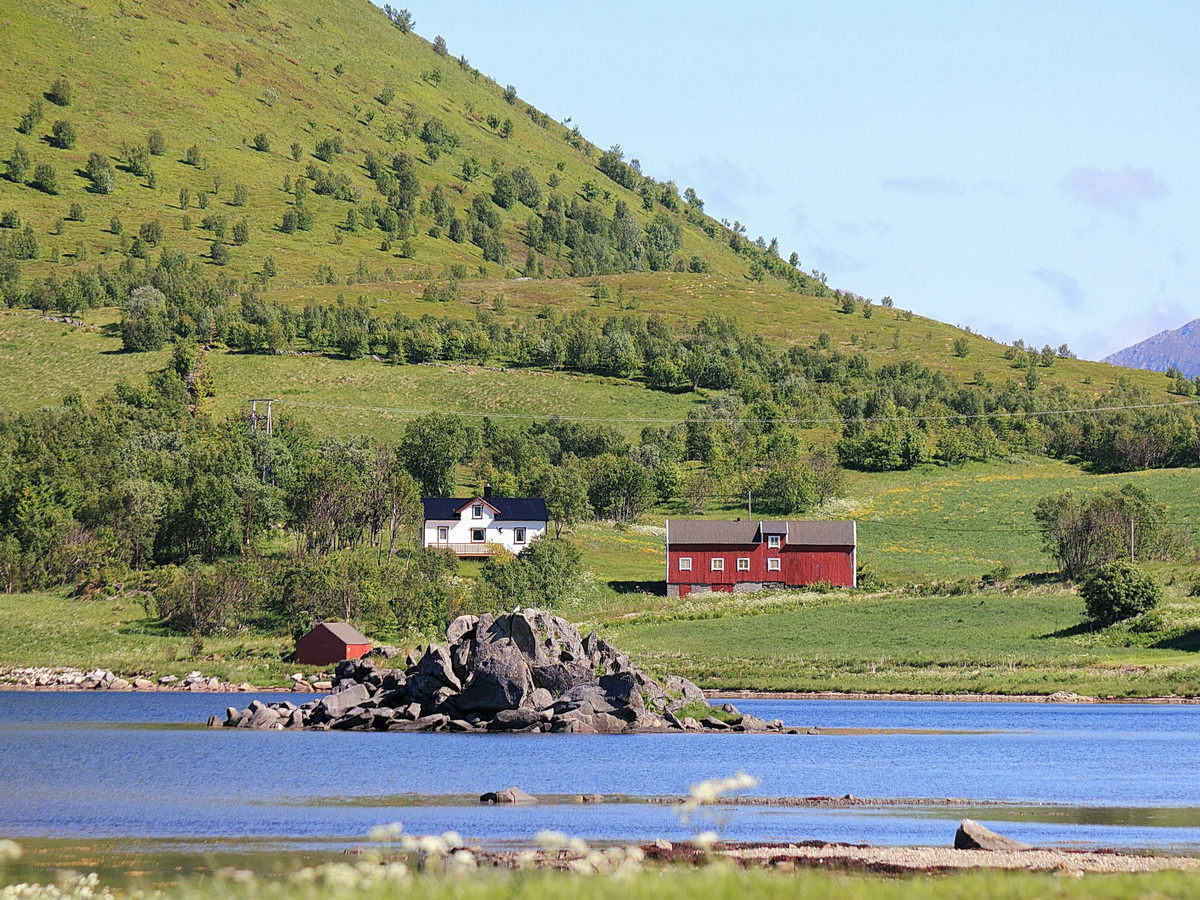 Das sommerliche grün auf den Lofoten, gesehen am 26. Juni 2016.