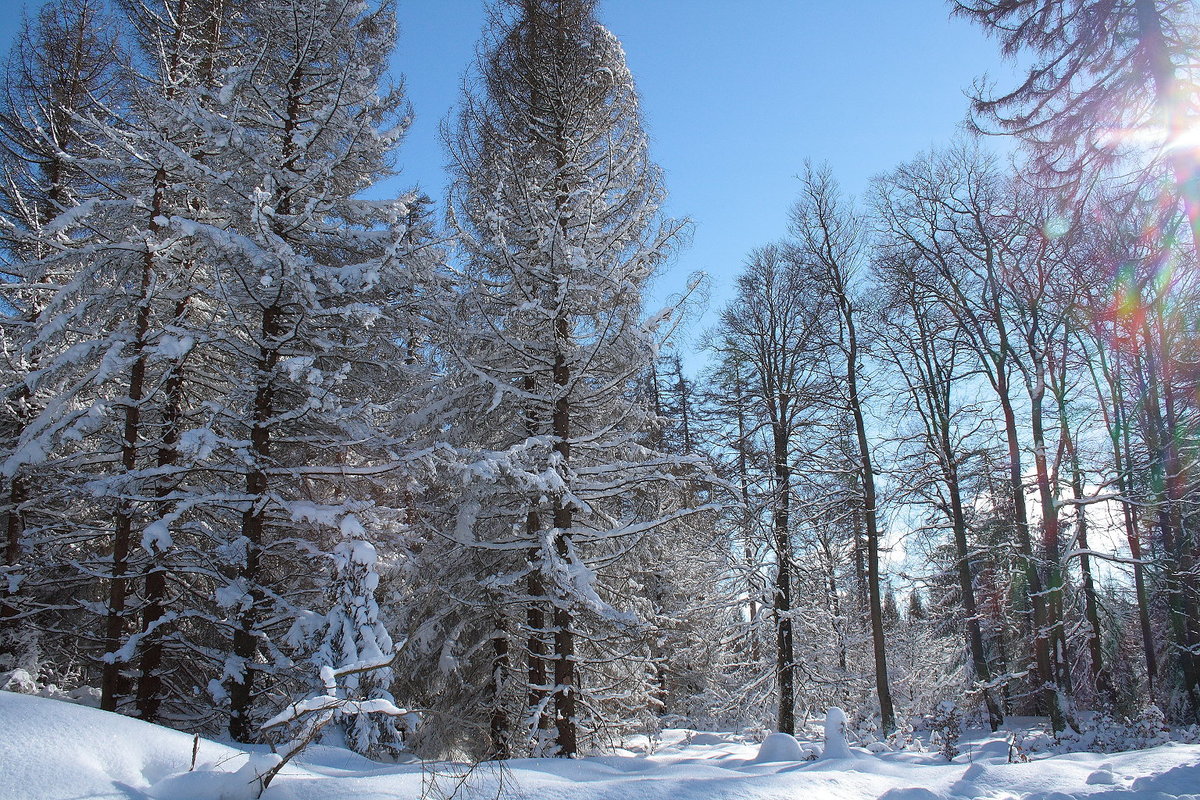 Das Sonnenlicht glitzert auf Bäumen an der Hahnenkleer Waldstaße; Aufnahme vom Nachmittag des 13.02.2021...