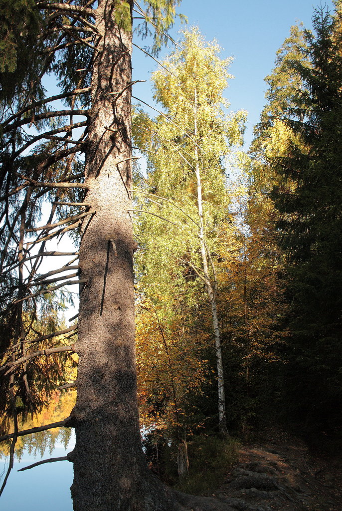 Das Sonnenlicht spielt auf leuchtendem Birkenlaub und knorrigen Fichten am Ostufer des Silberteichs; Aufnahme vom Mittag des 17.10.2018...