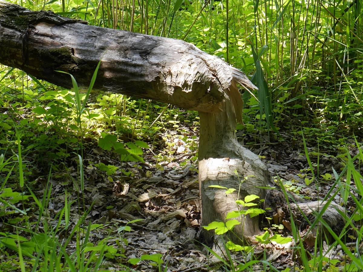 Das Werk eines Bibers am rechten Ufer der Elbe zwischen Lauenburg und Grünhof -  Tesperhude (Foto vom 30.06.2015)
