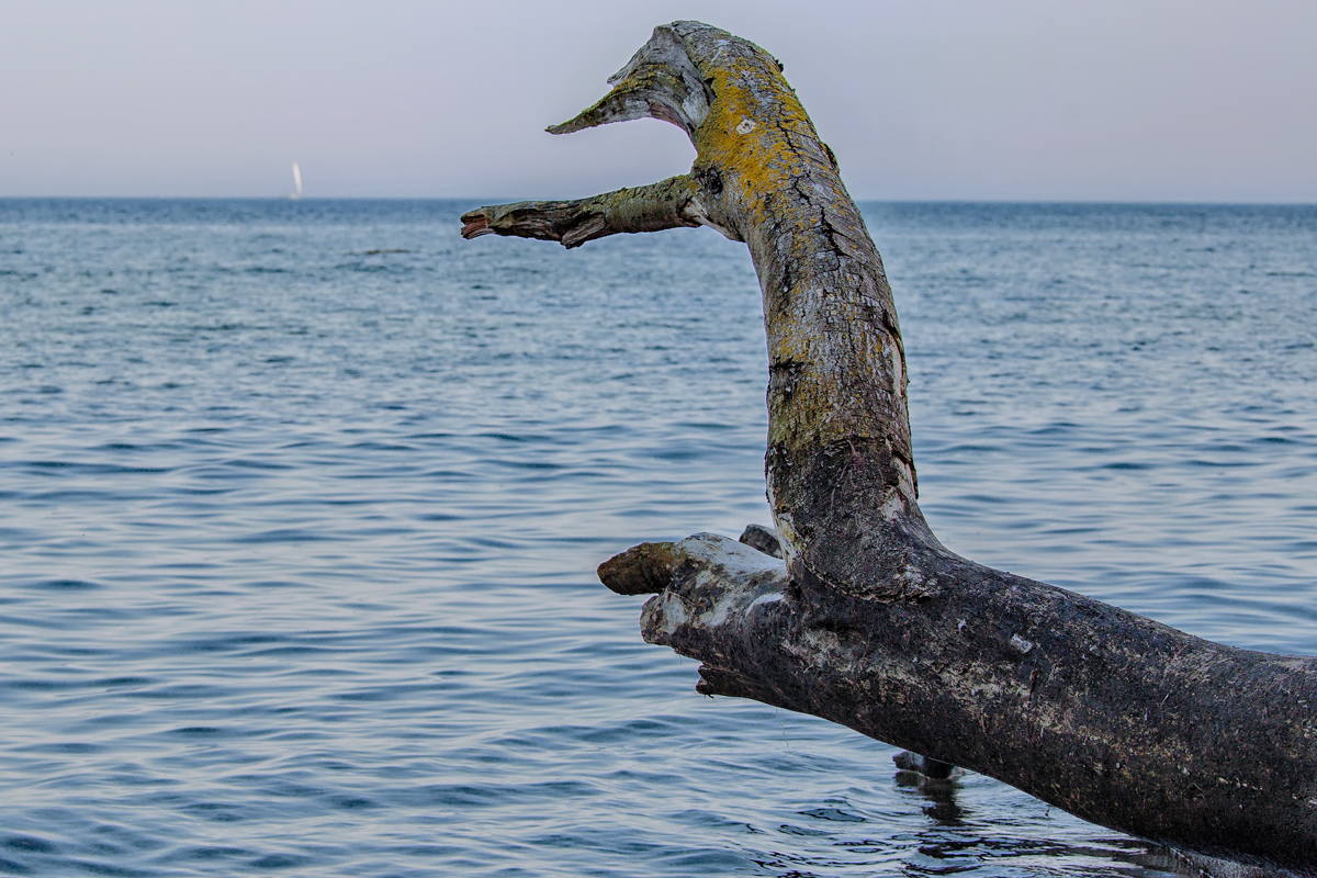 Der abgestorbene Ast eines Baumes ragt an den Wissower Klinken in die Ostsee. - 23.05.2016