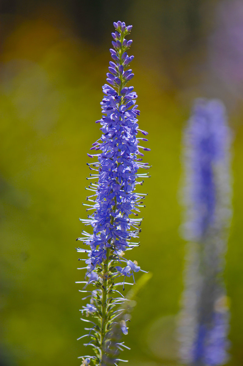 Der Ähriger Ehrenpreis (Veronica spicata), auch Ähriger Blauweiderich oder Ähren-Blauweiderich genannt, ist eine Pflanzenart innerhalb der Familie Wegerichgewächse (Plantaginaceae). Das Foto ist im Garten vom Kindheitshaus Astrid Lingrens aufgenommen. Das Haus liegt im Vimmerby in Småland.

Aufnahme: 21. Juli 2017.