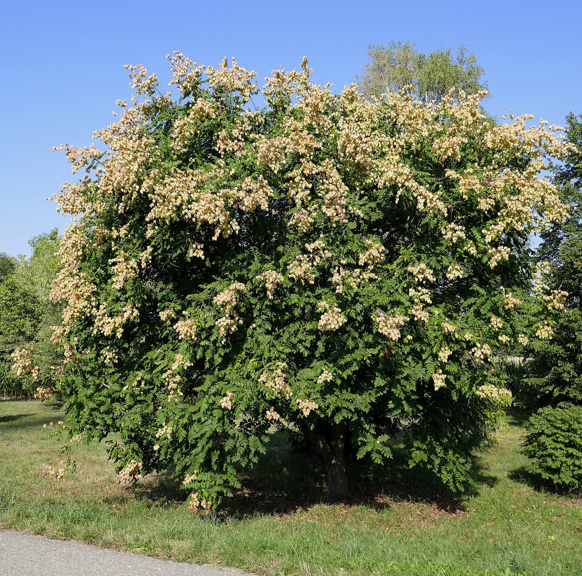 der Blasenbaum oder Blasenesche (Kroelreuteria paniculata) mit Früchten, der Zierstrauch stammt ursprünglich aus Ostasien und wird bei uns in Parkanlagen und Gärten gepflanzt, Aug.2020