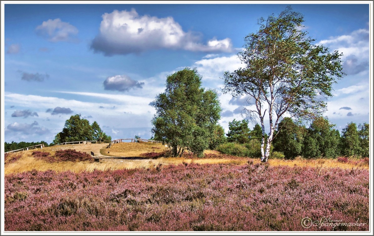 Der Brunsberg bei Buchholz/Sprötze in der Nordheide, September 2013. Die Besenheide steht Anfang September in voller Blüte, der Blick geht zum Aussichtspunkt auf dem 129m hohen Brunsberg, der dem überschaubaren Heidegebiet seinen Namen gab.