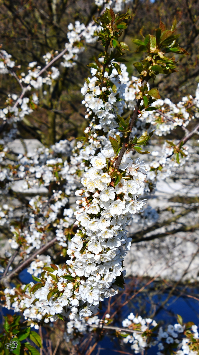 Der Frühling ist endlich da, es blüht an der Ruhr. (Witten, April 2021)