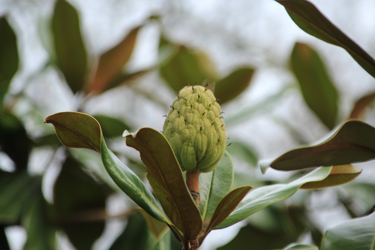 Der geschlossene Fruchtstand der Magnolia grandiflora im Botanischem Garten Solingen vom 12.01.2020