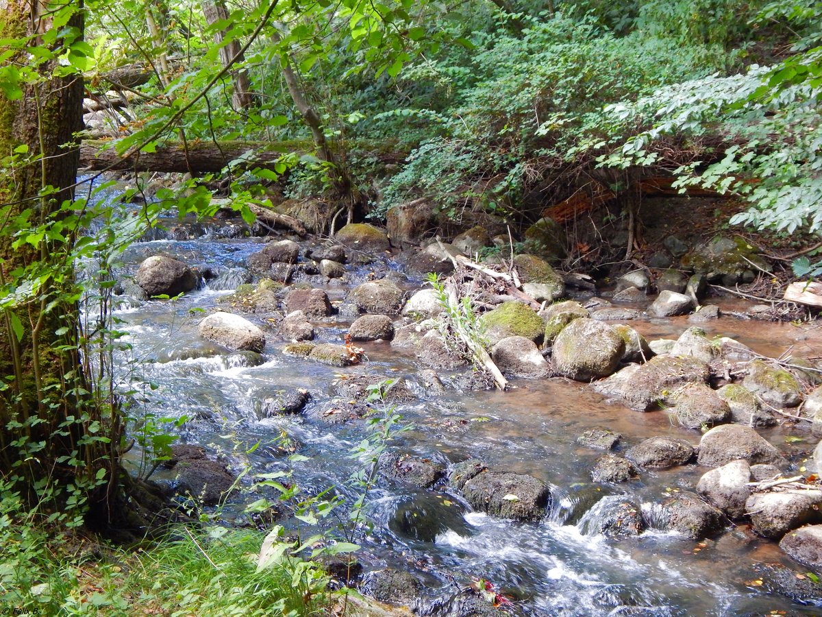 Der Goldbach im Naturerlebnispark Mühlenhagen am 08.07.2018