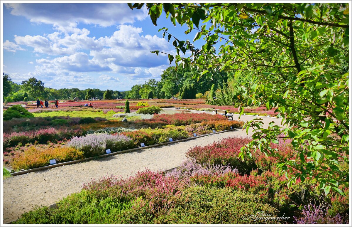 Der Heidegarten Schneverdingen Ende September 2025. Die Zuchtsorten blühen noch bis in den Oktober hinein, die Besenheide in der Lüneburger Heide ist jetzt schon verblüht.