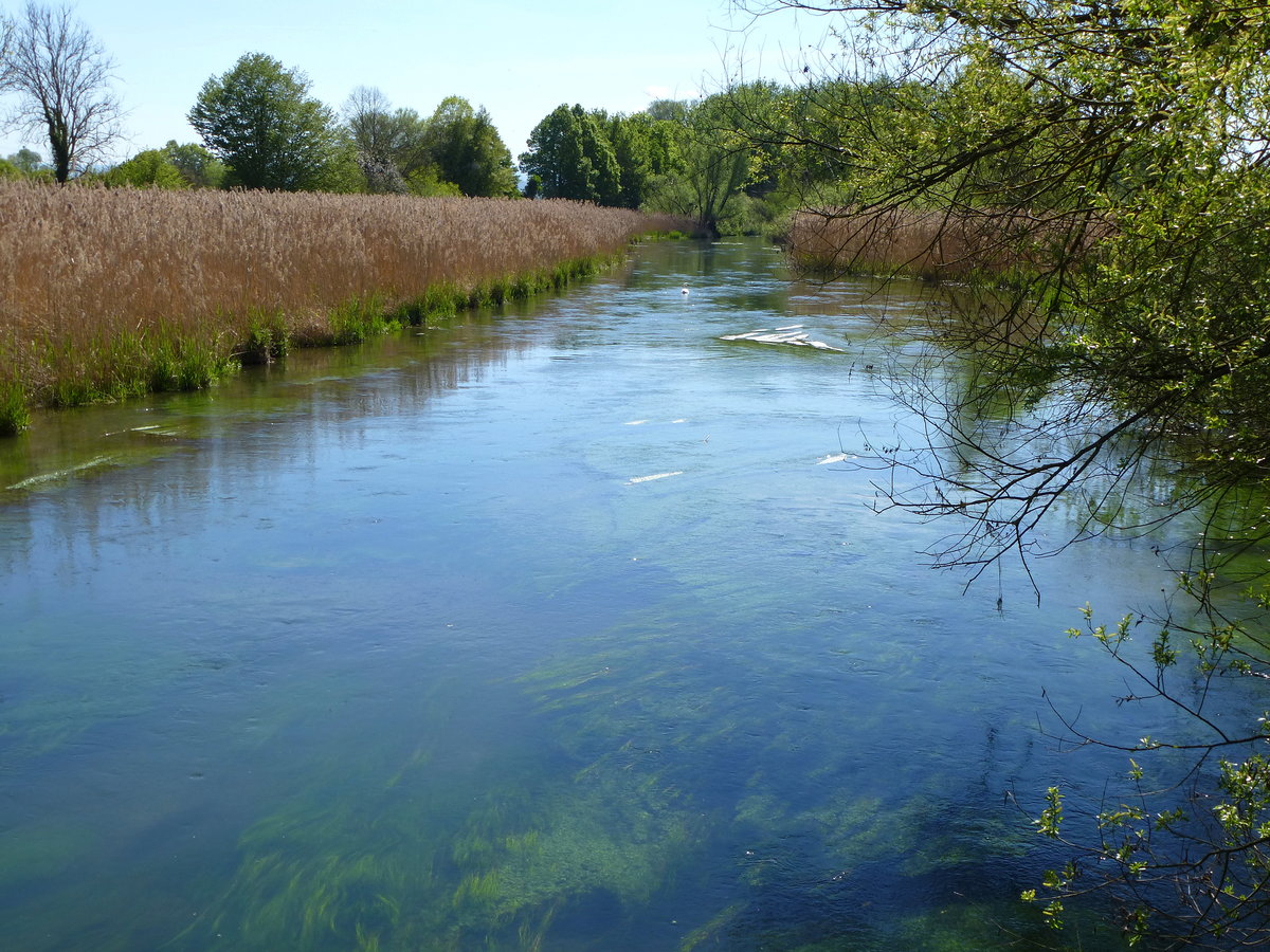 der Innere Rhein durchfliet die Rheinebene bei Rheinhausen, Mai 2016