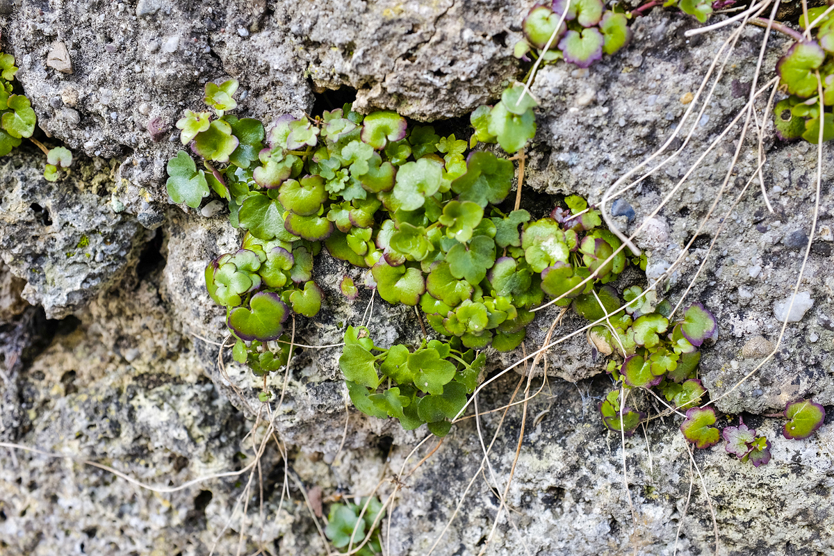 Der Kälte trotzende Pflanze auf der Burgmauer in Burghausen. 01.02.2014