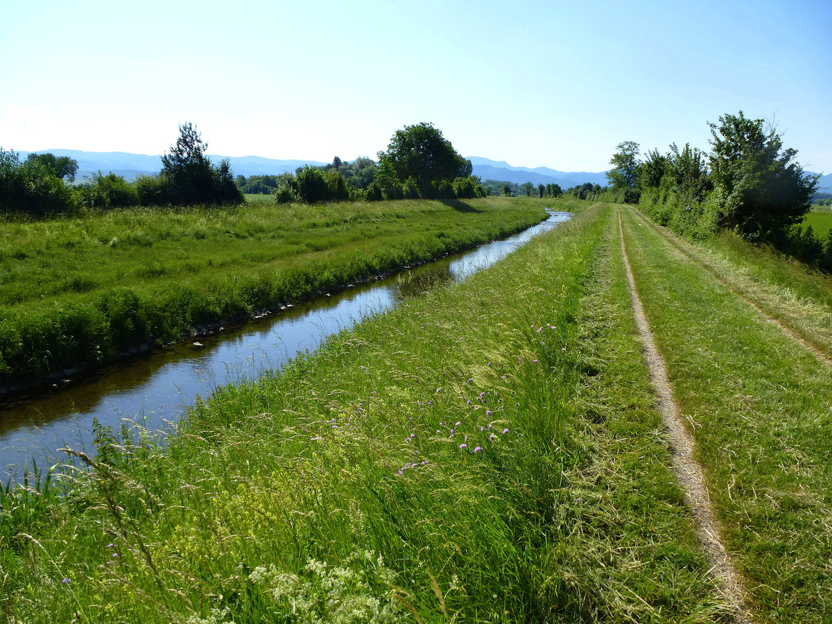 der kanalisierte Abschnitt des Schwarzwaldfchens Mhlin in der Rheinebene bei Hausen a.M., im Hintergrund der Schwarzwald, Mai 2017 