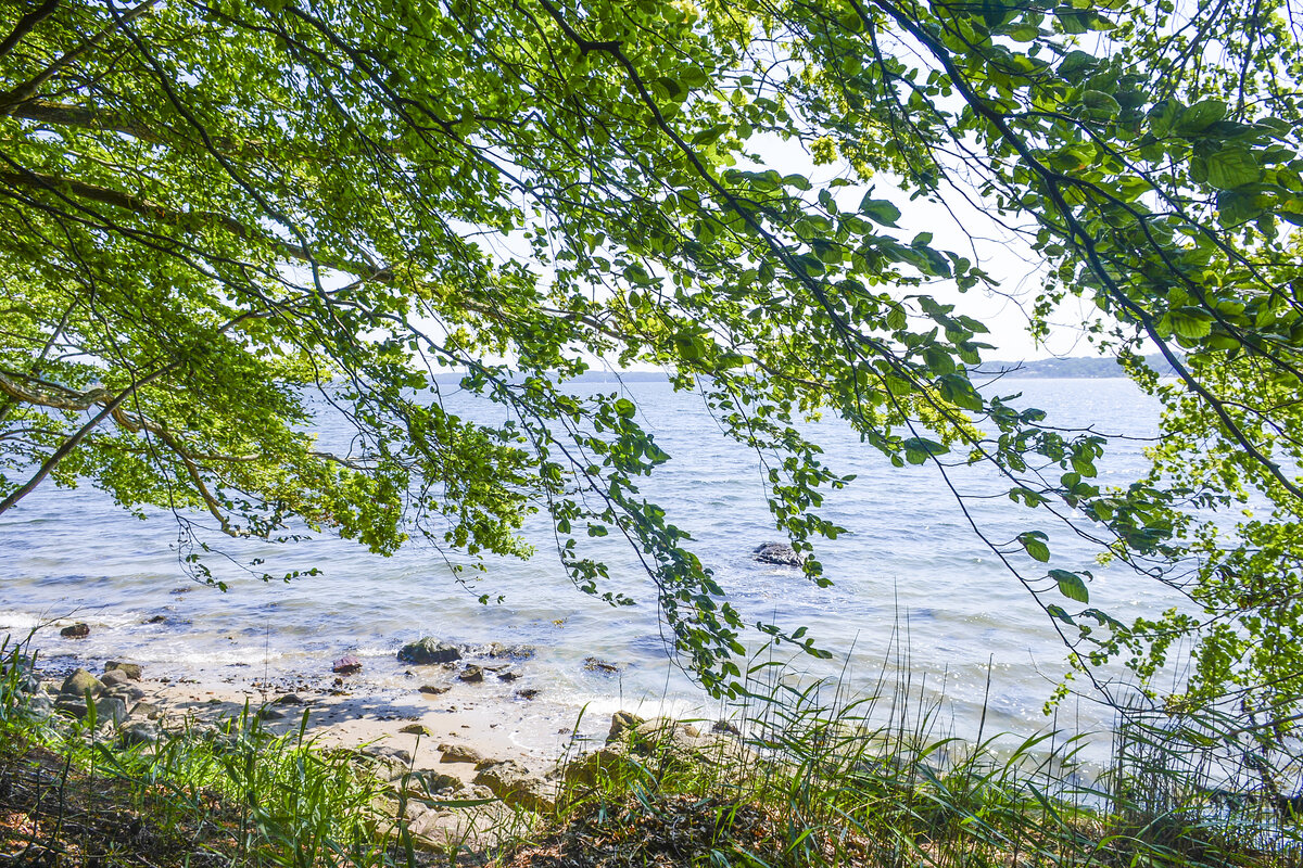 Der Kollunder Wald (dänisch Kollund Skov) reicht bis zur Flensburger Förde. Aufnahme: 11. Juni 2023.