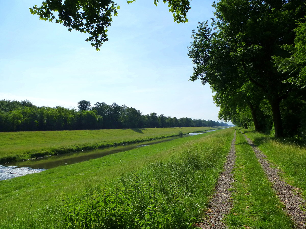 der Leopoldskanal durchfließt auf dem Weg zum Rhein den Forchheimer Wald in der Rheinebene, Juni 2018