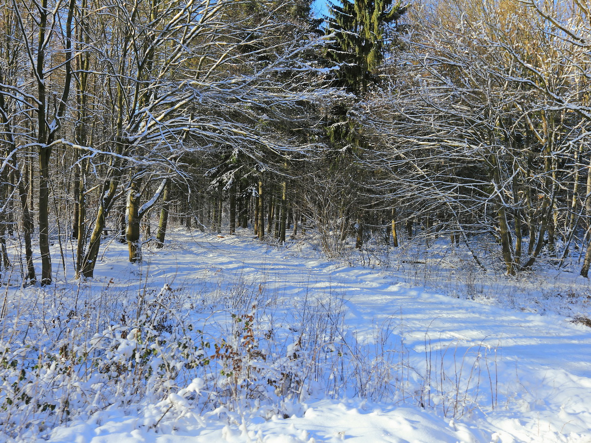 Der Mischwald auf der Strecke der Harzer Schmalspurbahn zwischen Sternhaus und Mägdesprung am 22. Januar 2017.