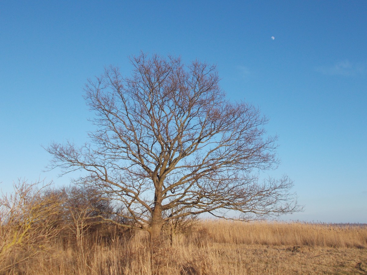 Der Mond kündigte sich an das es wieder ein kalte Nacht wurde.Aufgenommen am 28.Februar 2015 bei Groß Banzelvitz.