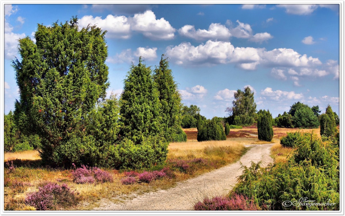 Der Pastor Bode Weg bei Wilsede, Lüneburger Heide, August 2013