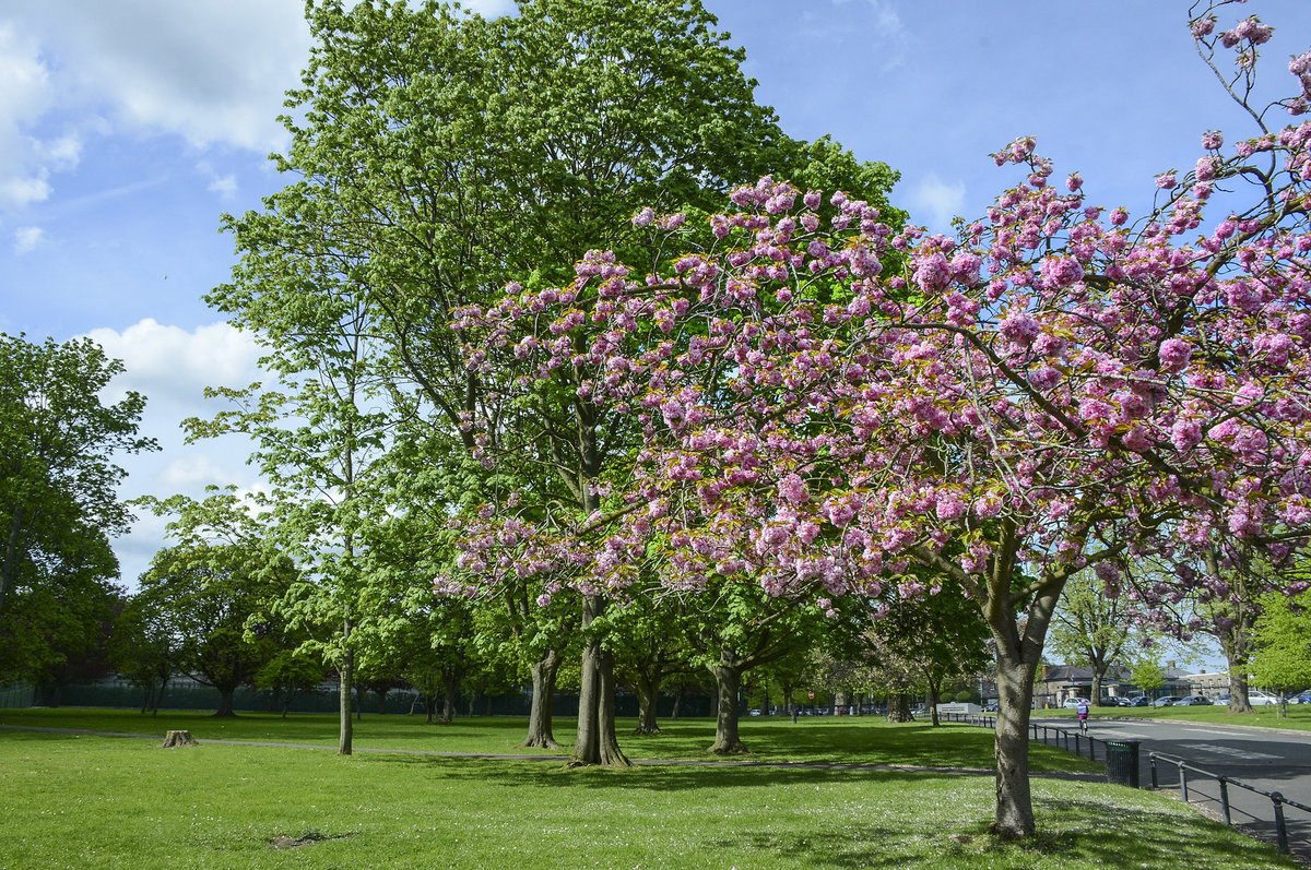 Der Phoenix Park  ist eine große Parkanlage 3 km nordwestlich des Stadtzentrums von Dublin. Aufnahme: 11. Mai 2018.