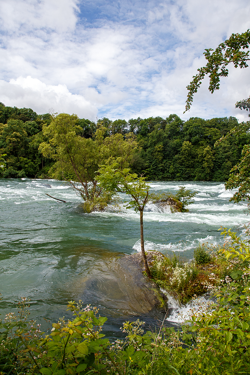 
Der Rhein kurz vor seinem Fall, hier am 18.06.2016 (Neuhausen). 
In der Mitte des Rhein´s ist hier auch die Grenze der Kantone Zürich und Schaffhausen.